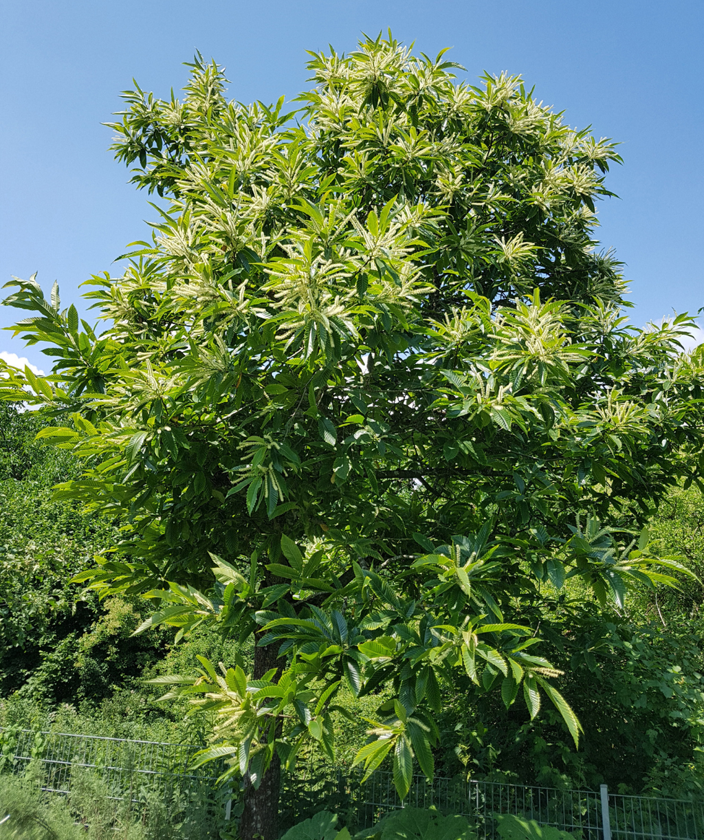Qing Chinese Chestnut planted in a landscape with the long white flowers popping against the green foliage