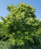 Qing Chinese Chestnut planted in a landscape with the long white flowers popping against the green foliage