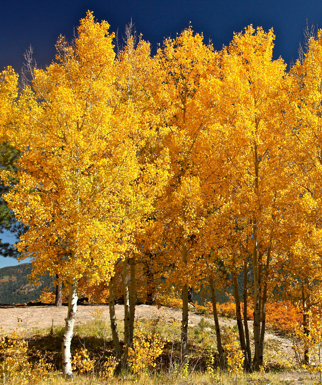 Quaking Quaking Aspen | Bower & Branch