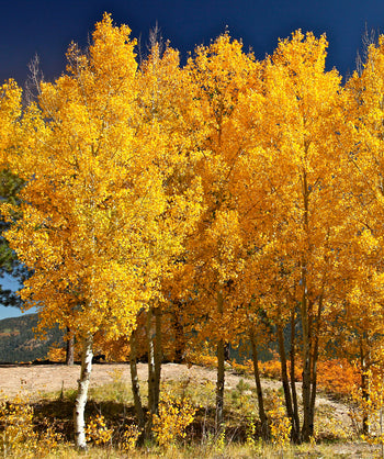 Several Quaking Aspen planted in a landscape, teardrop shaped leaves with a bright yellow fall color and white bark