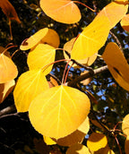 Close up of Quaking Aspen leaves, teardrop shaped, yellow fall color with an orangish stem on a light brown branch