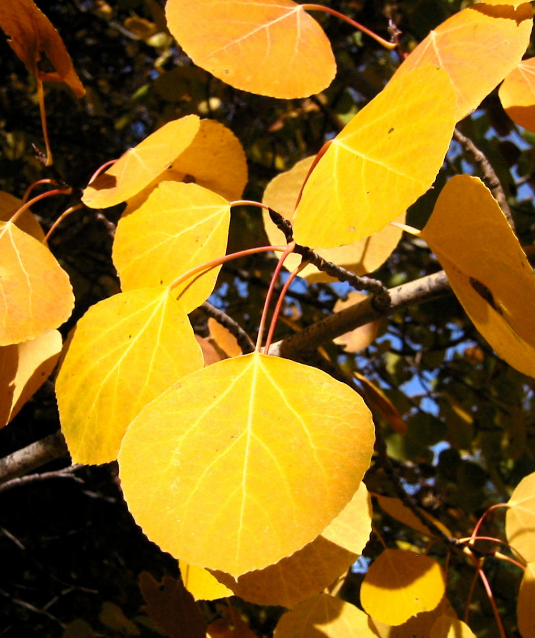Close up of Quaking Aspen leaves, teardrop shaped, yellow fall color with an orangish stem on a light brown branch