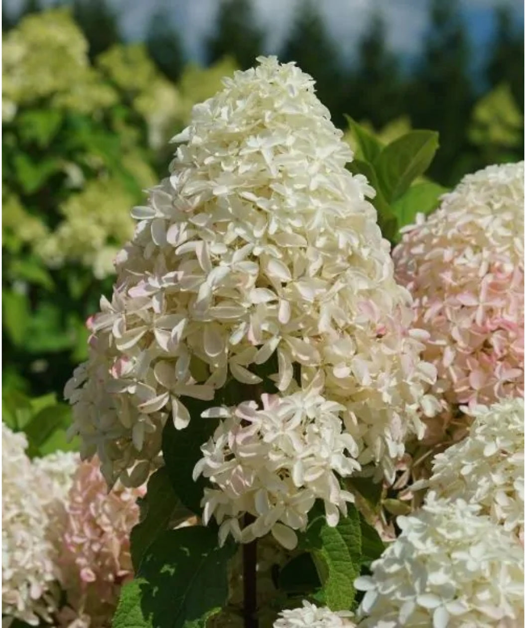 Quick Fire Fab Hydrangea Bower Branch Quick fire fab hydrangea bower branch