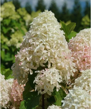 Close up of Quick Fire Fab Hydrangea, pyramidal shaped cluster of small white flowers with hints of pink