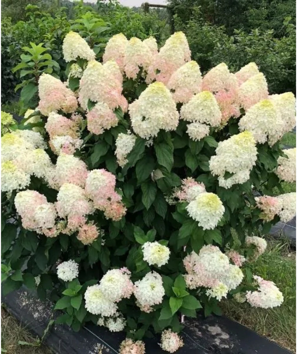 Quick Fire Fab Hydrangea planted in a landscape, pyramidal shaped clusters of small white flowers with hints of pink emerging from dark green conical shaped foliage