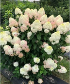 Quick Fire Fab Hydrangea planted in a landscape, pyramidal shaped clusters of small white flowers with hints of pink emerging from dark green conical shaped foliage