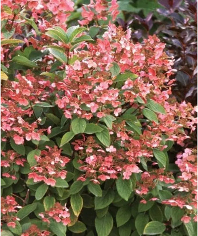Close up of Quick Fire Hydrangea, large clusters of small pink flowers emerging from green conical shaped leaves