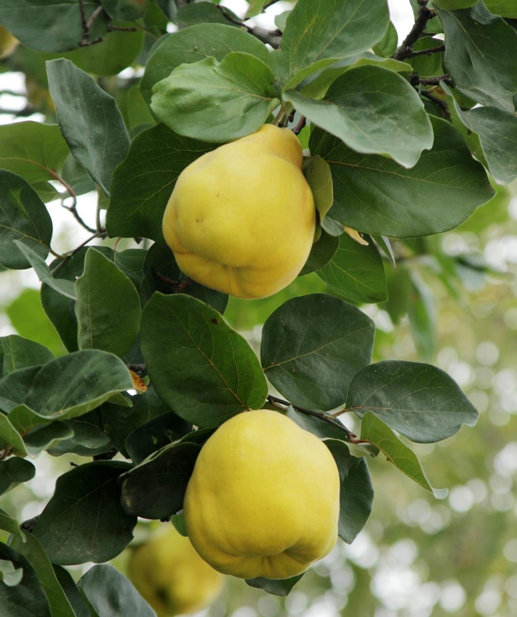 Close up of Champion Common Quince, two yellow lumpy fruits that almost look like lemons emerging under dark green round leaves
