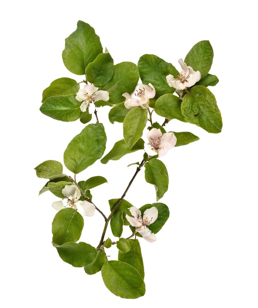 Champion Common Quince branch on white, small white flowers emerging from round green leaves