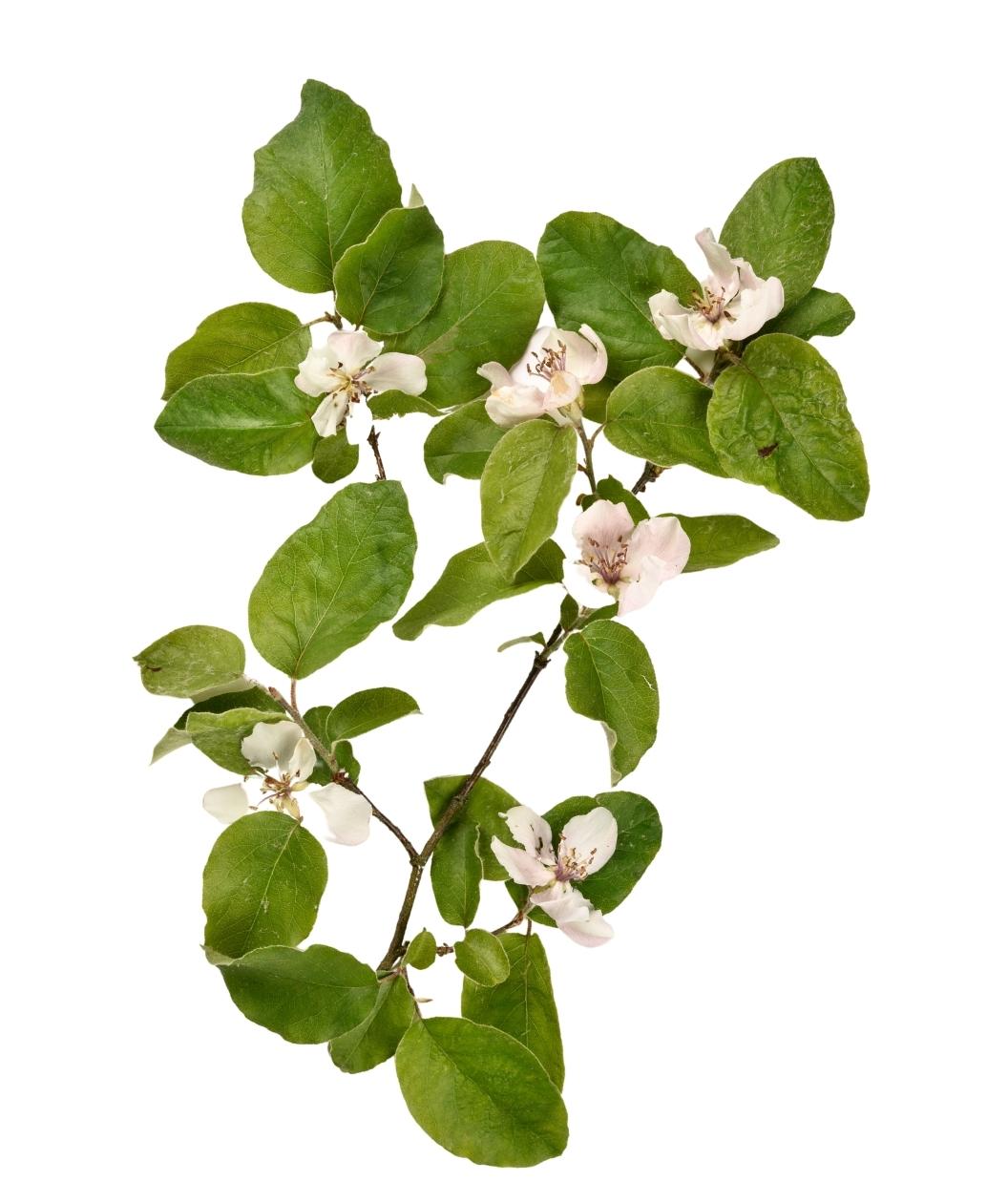 Champion Common Quince branch on white, small white flowers emerging from round green leaves
