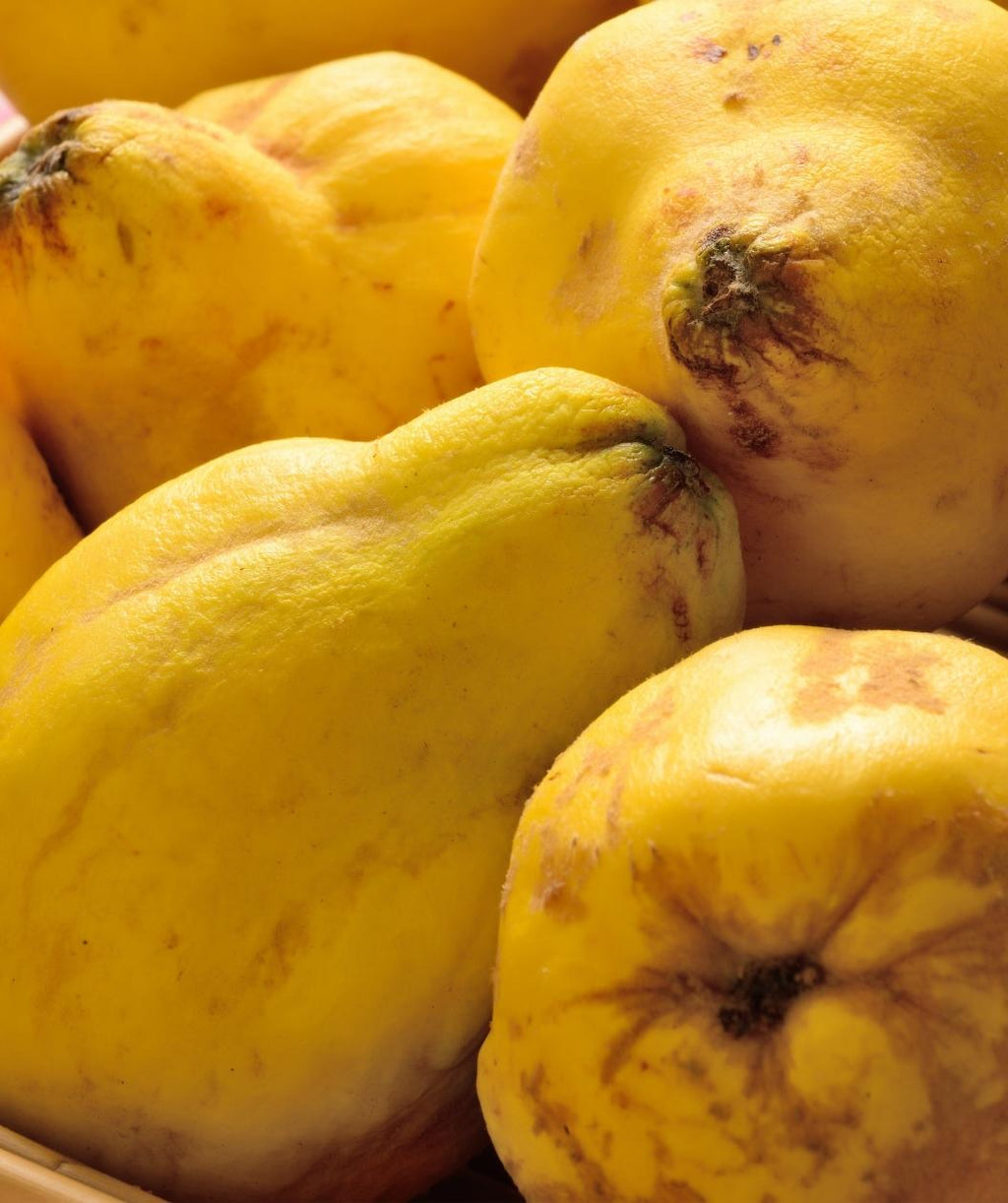 Champion Common Quince in a pile, various lumpy yellow fruit closely resembling lemons