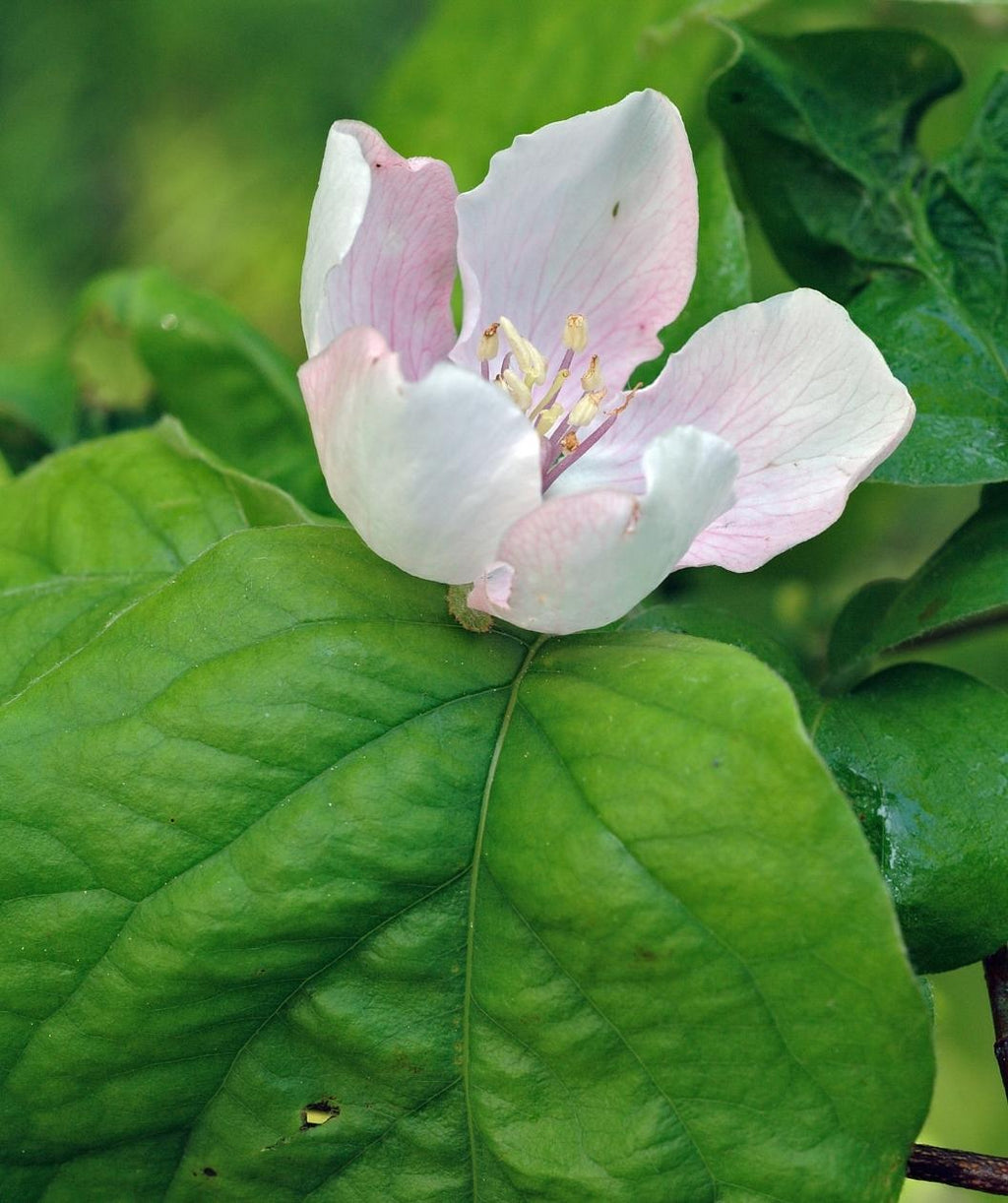 Close up of Champion Common Quince flower, small white flower with hints of pink emerging from round green leaves