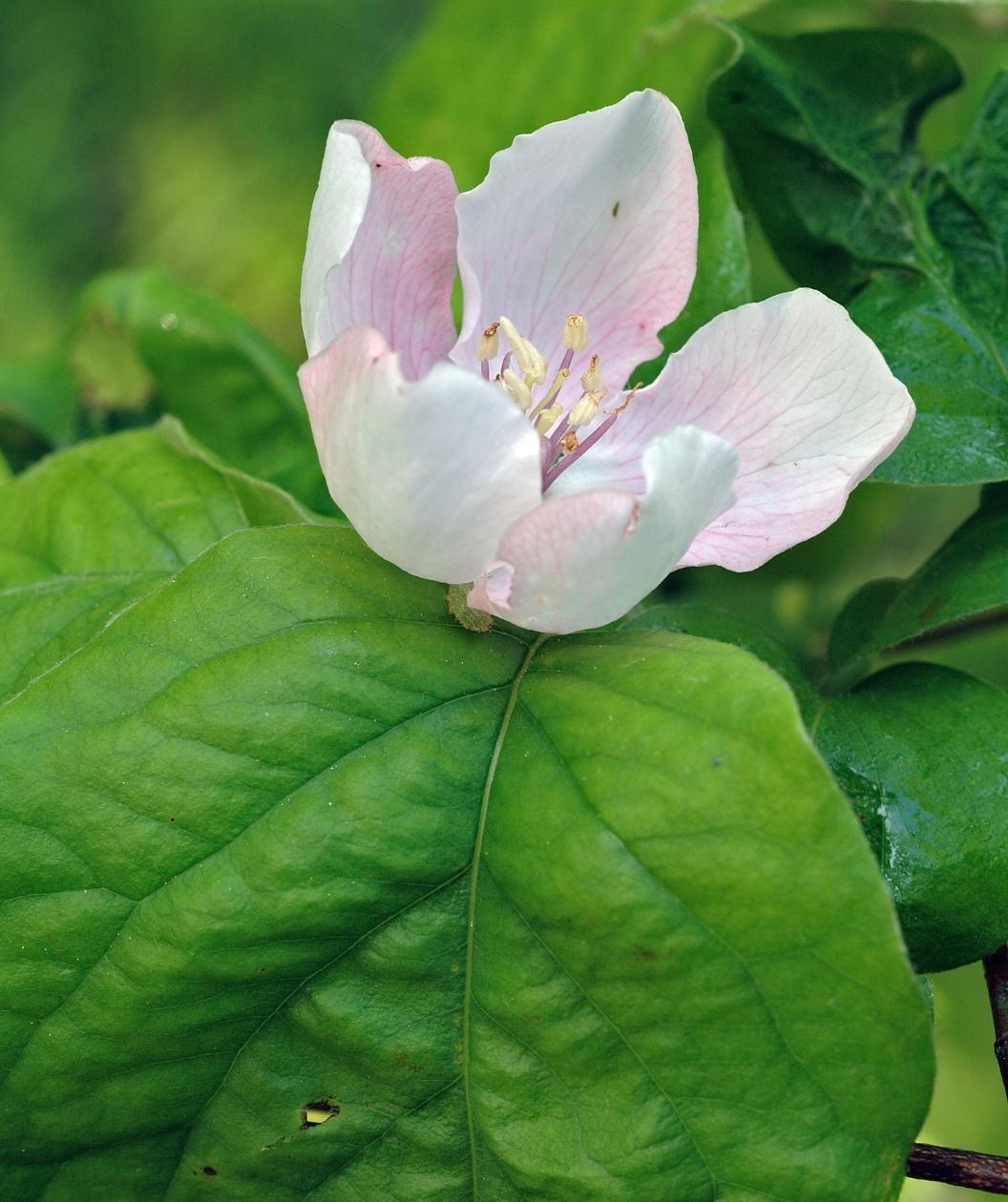 Close up of Champion Common Quince flower, small white flower with hints of pink emerging from round green leaves