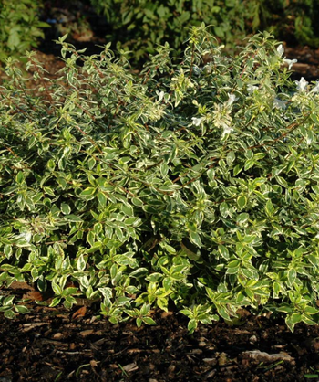 Radiance Abelia shrub planted in landscape