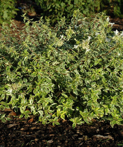 Radiance Abelia shrub planted in landscape