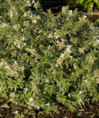Radiance Abelia closeup of white flowers and variegated foliage