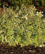 Radiance Abelia shrub in landscape