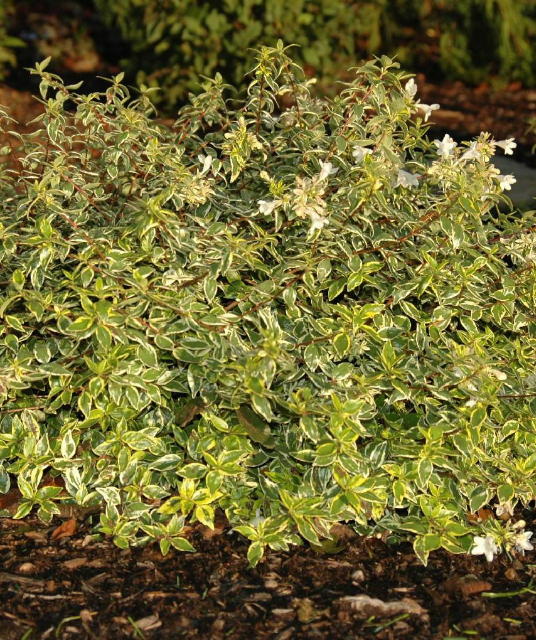 Radiance Abelia shrub in landscape