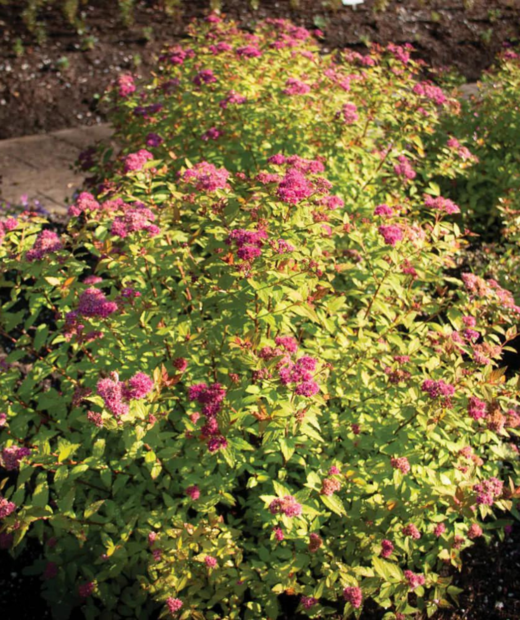 A couple Rainbow Fizz Spirea planted in a landscape, small clusters of fuzzy pink flowers growing on rounded shrubs that have yellow-green, orange and red foliage
