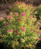 A couple Rainbow Fizz Spirea planted in a landscape, small clusters of fuzzy pink flowers growing on rounded shrubs that have yellow-green, orange and red foliage