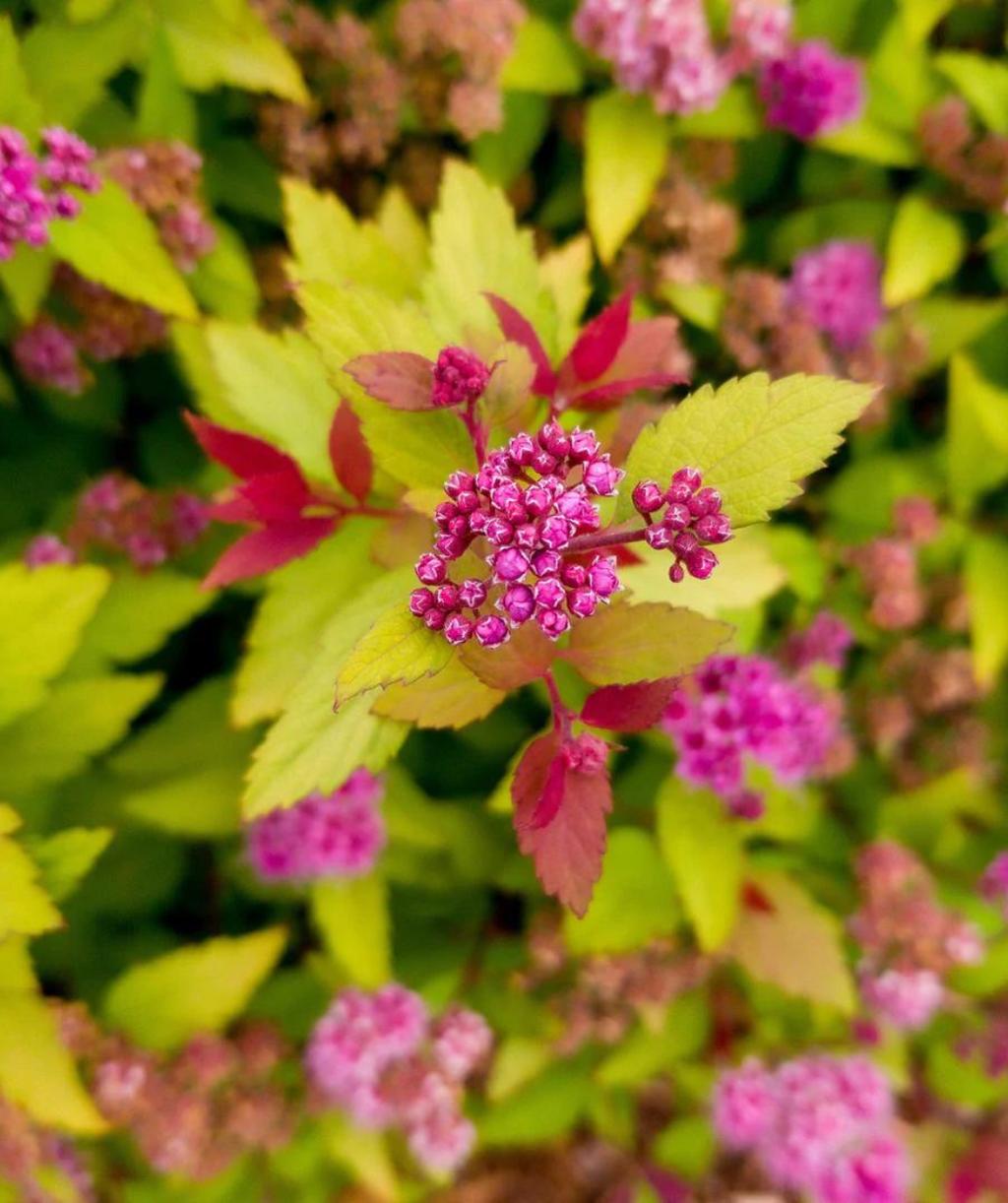 Close up of Rainbow Fizz Spirea, yellow-green, orange and red foliage with a small cluster of small pink flower buds about to open