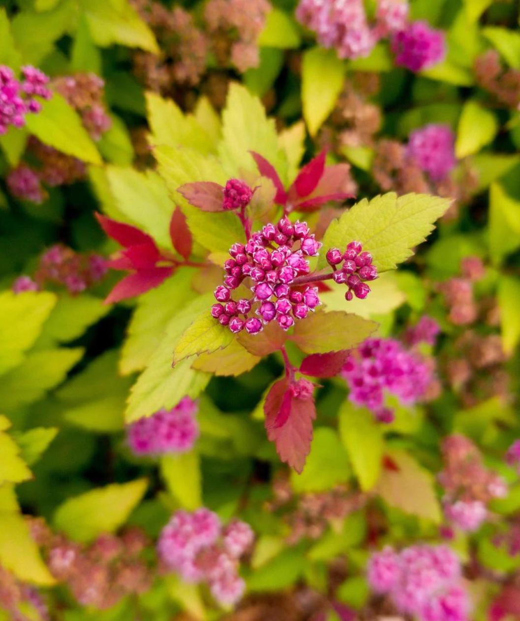Close up of Rainbow Fizz Spirea, yellow-green, orange and red foliage with a small cluster of small pink flower buds about to open