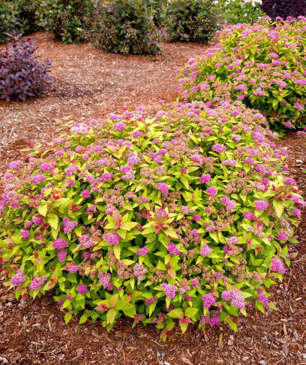 A couple Rainbow Fizz Spirea planted in a landscape, small clusters of fuzzy pink flowers growing on rounded shrubs that have yellow-green, orange and red foliage