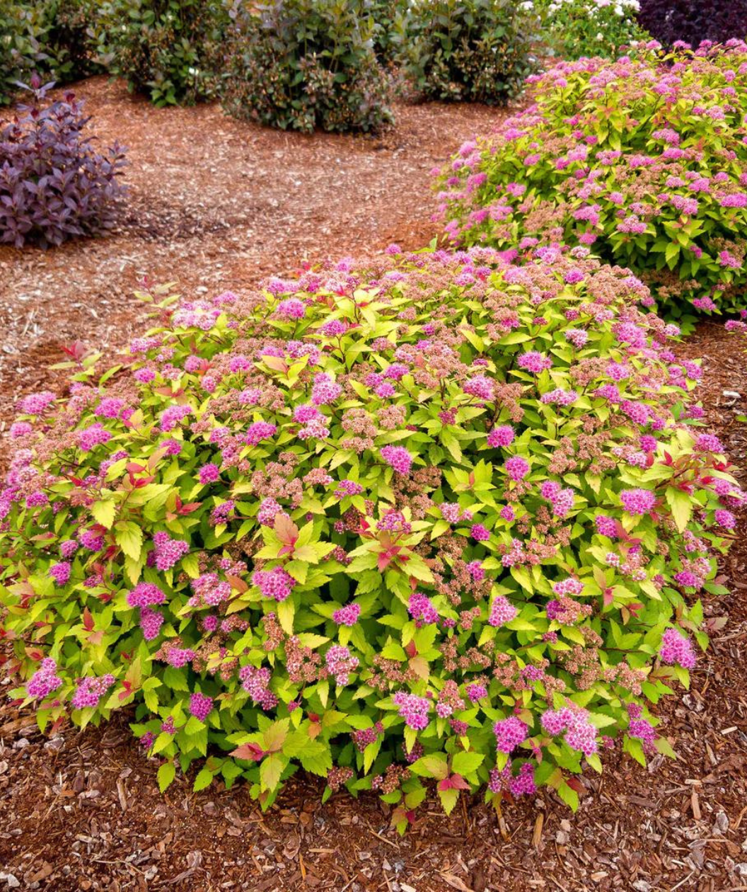 A couple Rainbow Fizz Spirea planted in a landscape, small clusters of fuzzy pink flowers growing on rounded shrubs that have yellow-green, orange and red foliage