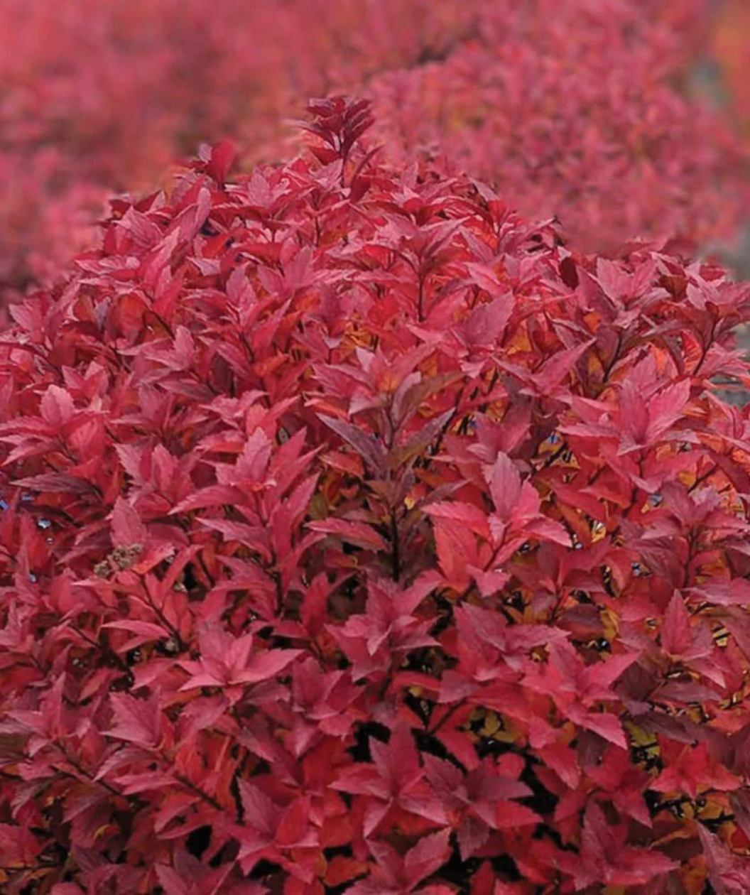 Rainbow Fizz Spirea in fall, come fall the rainbow fizz foliage changes color to a dark red
