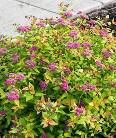 A Rainbow Fizz Spirea planted in a landscape, small clusters of fuzzy pink flowers growing on rounded shrubs that have yellow-green, orange and red foliage