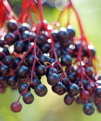 Ranch Elderberry closeup of black berries