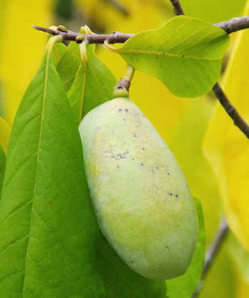 Close up of Rappahannock Pawpaw fruit, oval shaped green fruit hanging below long green oblong leaves