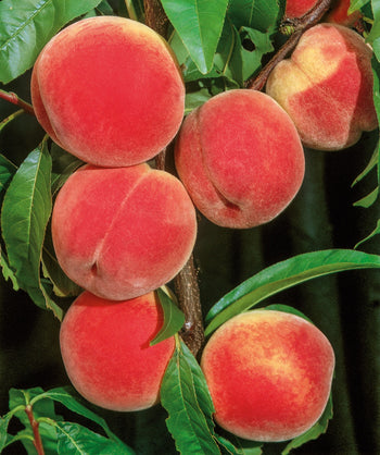 Raritan Rose Peach yellow with red blush fruit