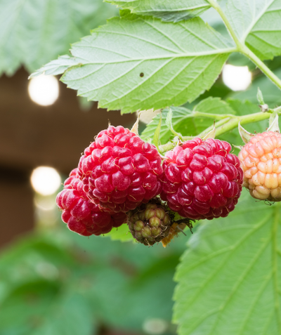 Raspberry Shortcake bright red raspberries hanging on shrub with green leaves in the background