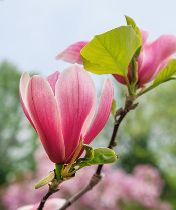 A close up of a Red Baron Magnolia Tree branch with a pink flowering blossom