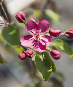 Close up of Red Barron Flowering Crabapple flower, dark pink to red flower with several similar colored flower buds about to open and olive green leaves