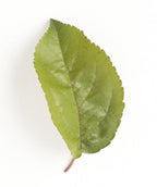 Red Barron Flowering Crabapple leaf on white, olive green oblong serrated leaf