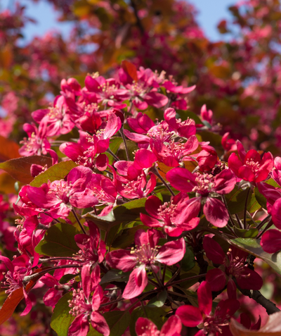 Close up of Red Barron Flowering Crabapple flowers, lots of small dark red flowers with olive green leaves