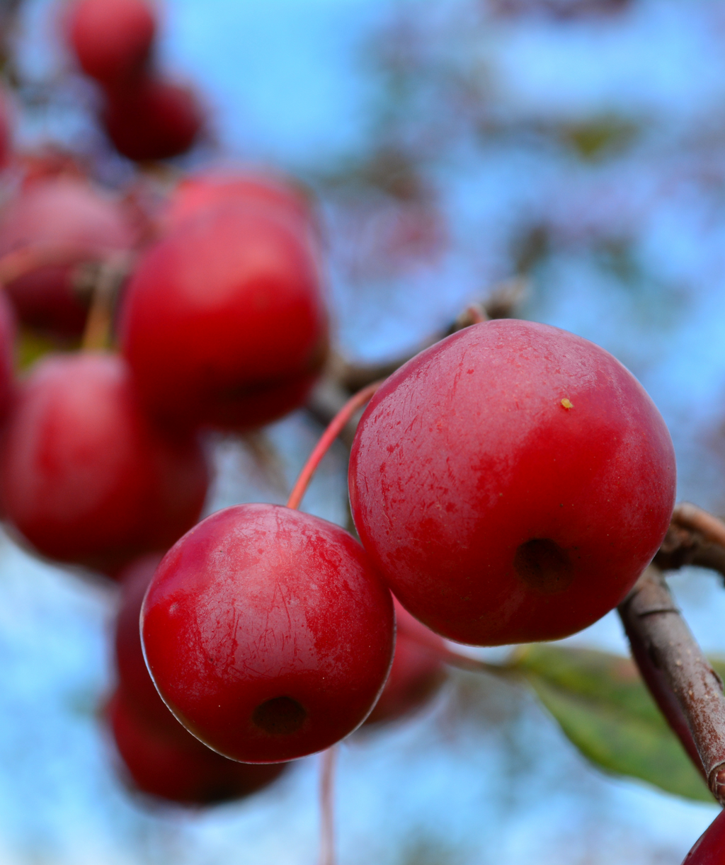 Close up of Red Barron Flowering Crabapple fruit, small round red berries