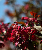 Close up of Red Barron Flowering Crabapple flowers, lots of small dark red flowers with olive green leaves