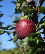 Close up of Red Delicious Apple, a single round red apple growing on a branch with green conical shaped leaves