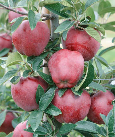 Close up of Red Delicious Apple, various round red apples growing on a tree with green conical shaped leaves