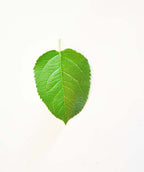 Red Delicious Apple leaf on white, conical shaped green leaf with serrated edges
