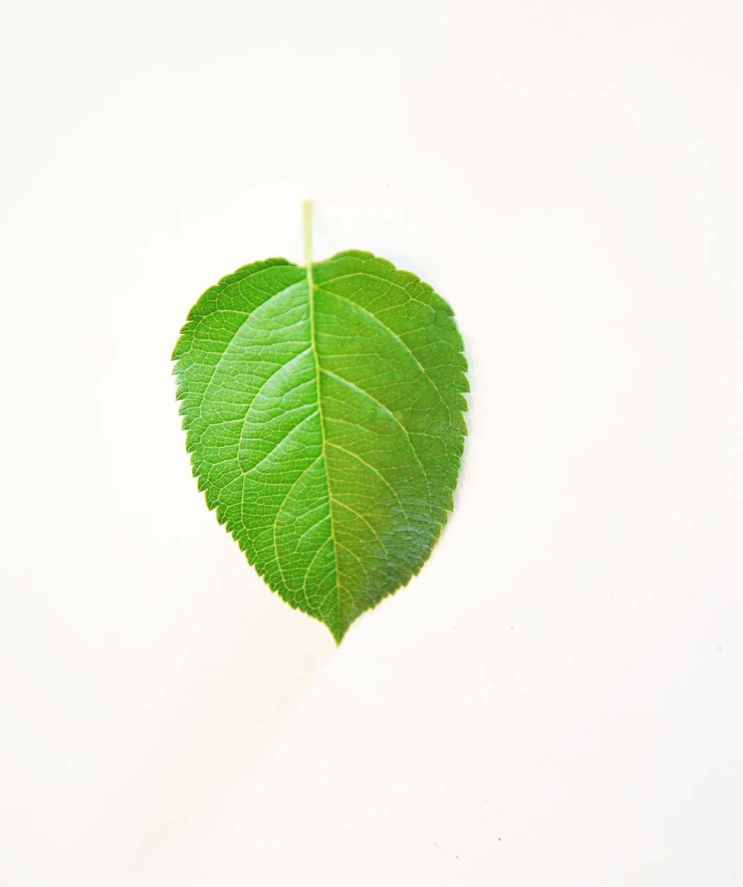 Red Delicious Apple leaf on white, conical shaped green leaf with serrated edges