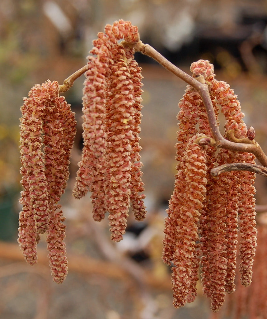 Red Filbert Tree