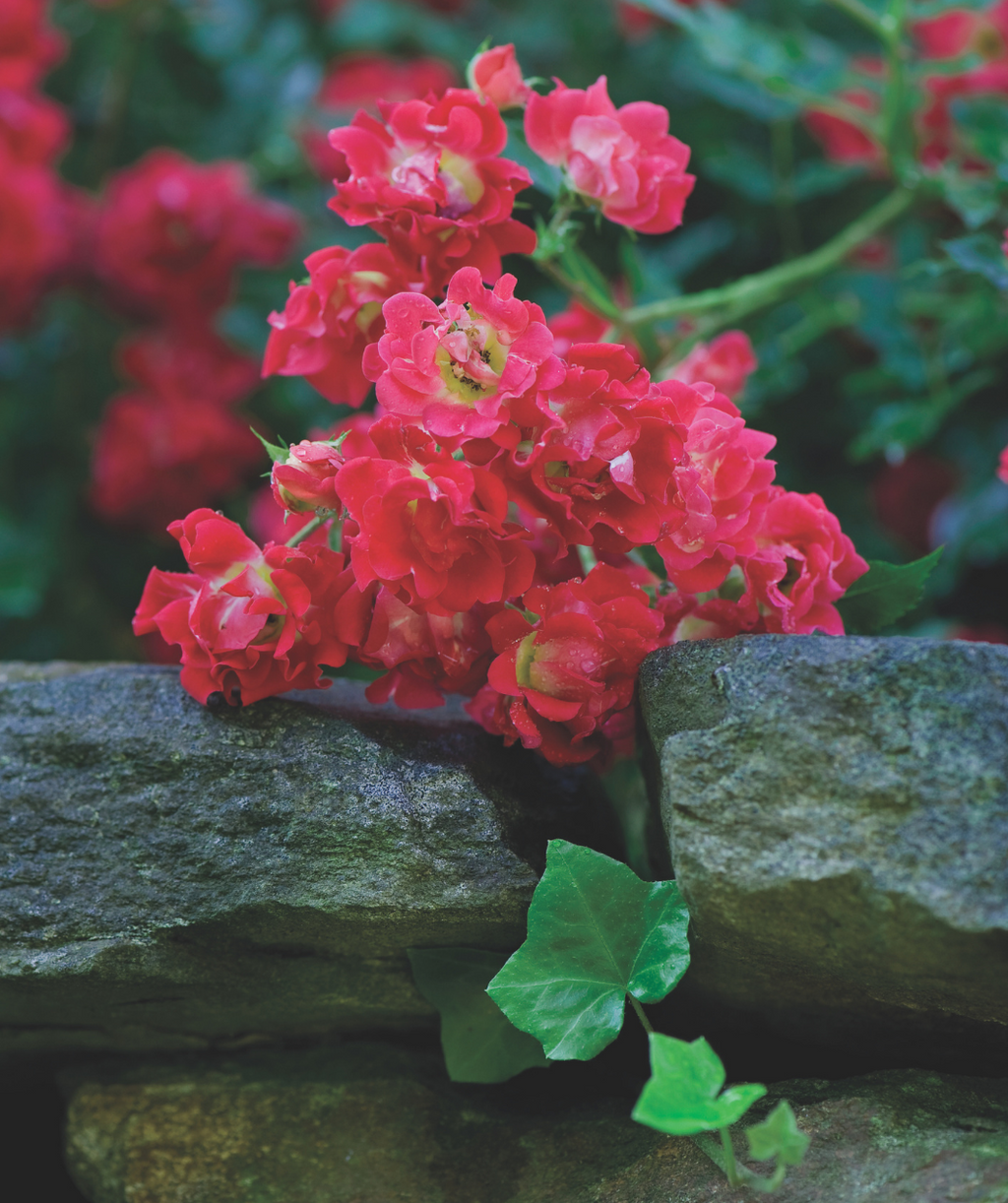 Close up of Drift Red Rose flowers, small red fragrant flowers