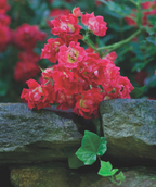 Close up of Drift Red Rose flowers, small red fragrant flowers