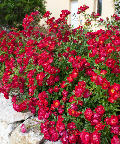 Drift Red Rose planted in a landscape, lots of small red fragrant flowers with green foliage