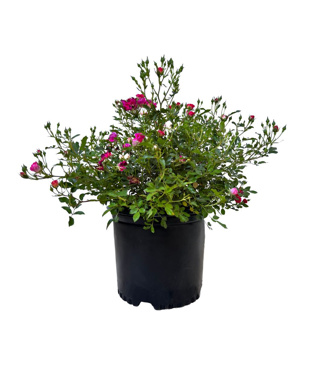 Drift Red Rose on white, small red fragrant flowers emerging from green foliage