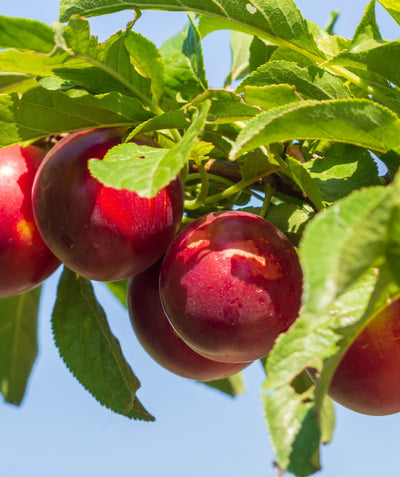 Close up of Red Heart Japanese Plum fruit, round bright red fruit growing on a brown branch with light green conical shaped foliage